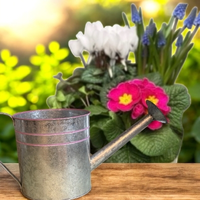 Watering can in Zinc planter