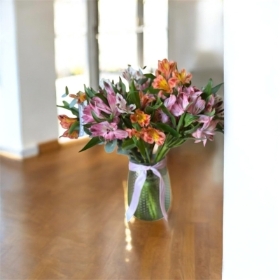 All about Alstromeria