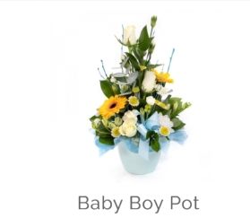 Baby boy pot arrangement