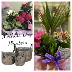 Mother’s Day planted basket