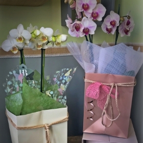 Orchid Plant