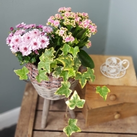 Planted Basket (Container may differ)