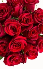 50 red Rose hand tied.