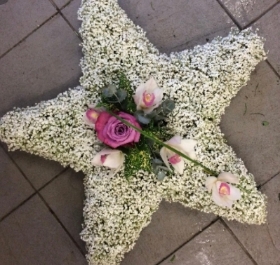 Star (gypsophelia)